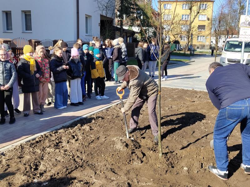 Rozpoczęło się zasadzanie drzew wzdłuż remontowanej ulicy Moniuszki. 